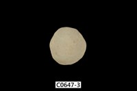 藏品(腕足動物)的圖片